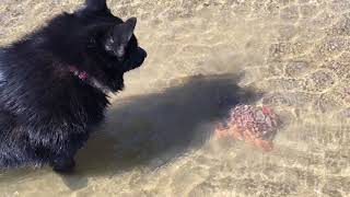 Schipperke dog finds a crab Crab makes escape [upl. by Sergias]