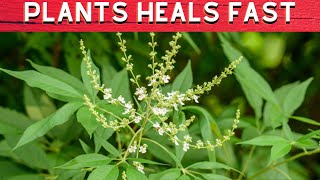 10 HERBS amp PLANTS THAT HEALS FAST  HEALTH GUIDE WHEN TRAVELLING PHILIPPINESFULL HD [upl. by Burkhardt]