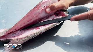 Filleting a Mangrove Snapper with the SORD Serrated Blade [upl. by Arotahs]