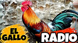 TODO SOBRE EL GALLO RADIO [upl. by Fabiola556]