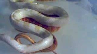 Corn Snake Breeding [upl. by Nadean]