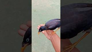 The Lonely Man Who Fell in Love with a Bird birds animals shorts funny [upl. by Jezabel]