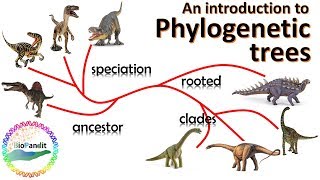 An Introduction to Phylogenetic Trees [upl. by Ardnatal]