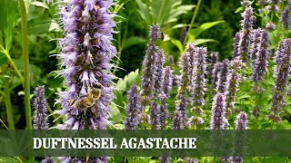 Agastache Die duftende Schönheit für deinen Garten [upl. by Lletram]