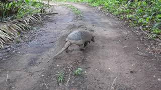 Giant armadillo Priodontes maximus Tatucanastra [upl. by Douglass]