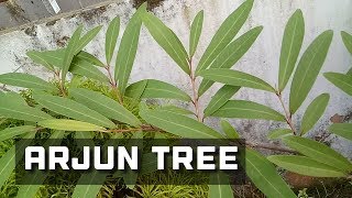 NeermaruthArjun Tree Features and Ayurvedic Uses [upl. by Harihs]