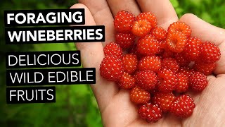 Foraging Wineberries — Delicious Wild Edible Fruits [upl. by Iana]