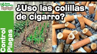 ¿Se pueden utilizar las COLILLAS de CIGARRO usadas para el HUERTO biointensivo [upl. by Emmuela]