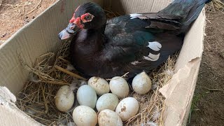 WOW Pekin New 15Duckling and 30Duck Eggs Hatching  Baby Duck Hatches With Black Mum [upl. by Eniawd25]