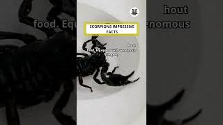 Scorpions Impressive Facts shorts scorpion [upl. by Haag152]