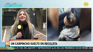 Un carpincho suelto en Recoleta lo entregaron a una soc protectora de animales │N800│ 250924 [upl. by Elletse]