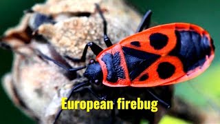 European Firebug Pyrrhocoris apterus [upl. by Deina]