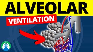 Alveolar Ventilation Medical Definition  Quick Explanation [upl. by Assi391]