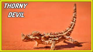 MEET THORNY DEVIL [upl. by Aseena110]