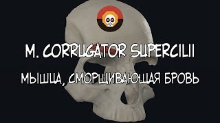 Мышца сморщивающая бровь m corrugator supercilii 3D Анатомия [upl. by Peria706]