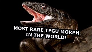 The most rare tegu morph in the world [upl. by Varick]