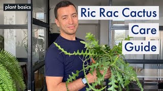 Ric Rac Fishbone Cactus Care Guide  How I made my cactus fuller [upl. by Eibbed]