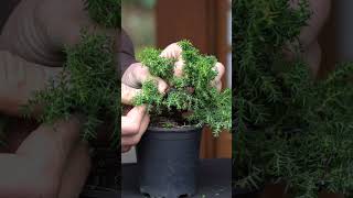 Cryptomeria progression Japanese cedar Bonsai bonsai [upl. by Dalton]