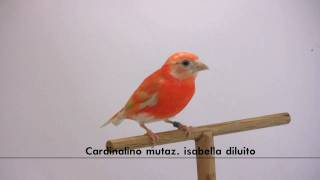 cardinalino mutazione isabella diluito [upl. by Ethe]