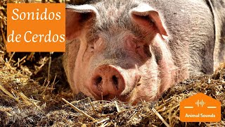 🐷SONIDOS DE CERDOS “Oink Oink” Chillidos Gruñidos Guarridos – Sonido de Cerdos Para Niños [upl. by Haleehs]