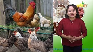 क्रिम लेगबार Cream Legbar कुखुराको विशेषता  Poultry Bishesh [upl. by Lepine]