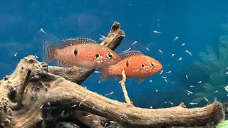 RED LIFALILI JEWEL HEMICHROMIS LIFALILI fishroom cichlid jewelcichlid [upl. by Bringhurst522]