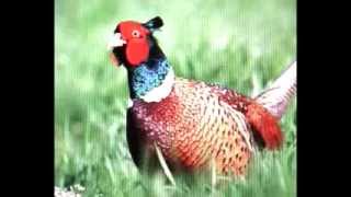 THE PHEASANT bird song  AV [upl. by Lunnete]