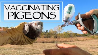 Vaccinating Homing Pigeons  PMV and Paratyphoid [upl. by Naaitsirhc10]