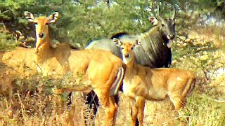 Irritated Nilgai bull Protect his Family and Herd [upl. by Annaillil]