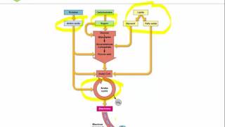 Intro to Organic Acid Testing Part 1 [upl. by Elleinahc]