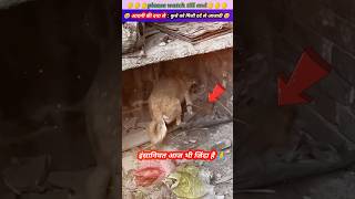 आदमी की इंसानियत से🐕‍🦺कुत्ते को मिली दर्द से आजादी 🥹🙏 animal animals animalrescue dog [upl. by Eniluap]