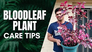 How to Care for Bloodleaf Plant  Iresine Herbstii Care Guide [upl. by Esyle]