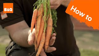 How to grow amp harvest carrots [upl. by Kitty17]