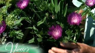 Stokes Aster Stokesia [upl. by Azer]