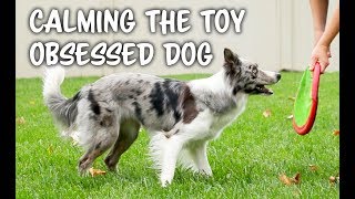 TOO excited or OBSESSED with TOYS  Dog training by Kikopup [upl. by Dreda693]