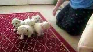 Month Old Bichon Puppies with Mommy [upl. by Adnuhsor983]