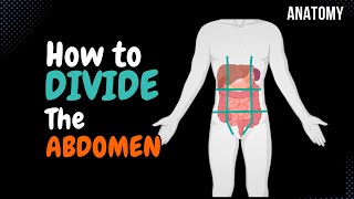 How to Divide the Abdomen 9 Regions  Anatomy [upl. by Mahseh]