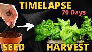 Growing Lettuce Seed to Harvest Timelapse 69 Days [upl. by Tally]