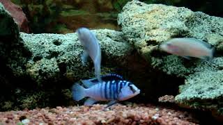 Labidochromis chisumulaeCopadichromis azureus [upl. by Anahsat]