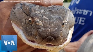 Rescuers Capture FourMeterLong King Cobra in Krabi Thailand [upl. by Aramen]