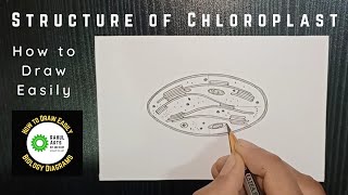 How to draw Structure of a Chloroplast RAHULArtsBiology [upl. by Xila]