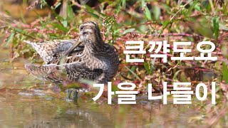 가을 나들이 큰꺅도요 Gallinagohardwickii 1분새 Gallinago hardwickii [upl. by Shantee]