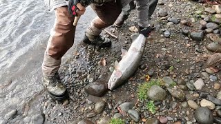 Cowlitz River Steelhead Fishing [upl. by Nagirrek]