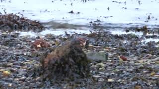 Turnstones [upl. by Lidia]