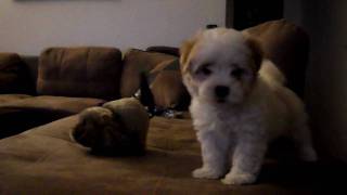 Shin Tzu mix maltese puppy barking [upl. by Heddie]