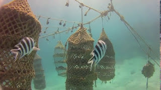 Sponge Farming in Jambiani  The early days [upl. by Waddell]