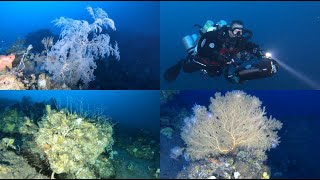 Tulamben Drop Off Dive to 100m Bali [upl. by Nelly]