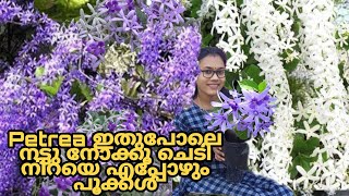 How to plant and care petrea plantsand paper vine  Petrea ഇങ്ങനെ വളർത്തി നോക്കൂ [upl. by Jana976]