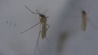 Malaria 101 Symptoms people should look for as cases pop up in US [upl. by Cuttie]