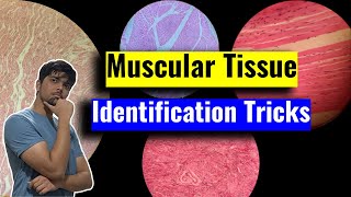 Muscular Tissue LS and TS Identification Tricks  Anatomy Histology  1st Year MBBS IOM TU [upl. by Haleeuqa636]